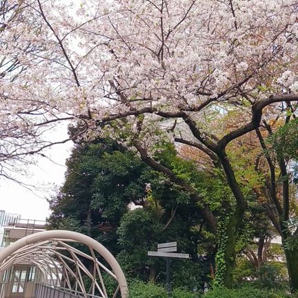 猫だけノベライズ台詞小ネタ集☆加藤くん入所27周年！桜と写真の本サク山チョコ次郎ドーナツを作る♪の記事動画