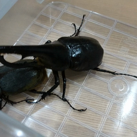 仕切り直しの画像