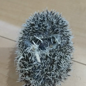 珍獣ハリネズミの紹介の画像