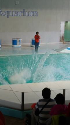 水族館とシフォン(^^)の記事動画