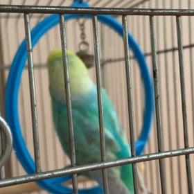 ポポちゃん˙˚ʚ⸜(* ॑  ॑* )⸝ɞ˚˙の画像