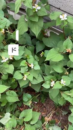 臭い雑草だと思っていたドクダミの葉が効果絶大なアレに変身！！の記事動画
