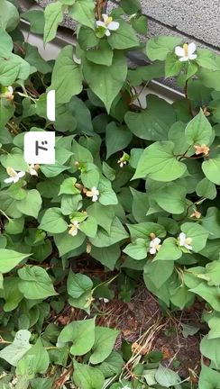 臭い草だと思っていたドクダミが起こすミラクル！化粧水 編の記事動画