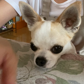 愛犬の嫌いな食べ物の画像