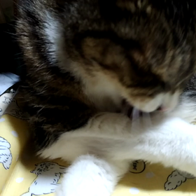 シルバー^._.^の画像