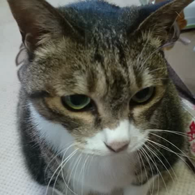 にゃ～～～～の画像