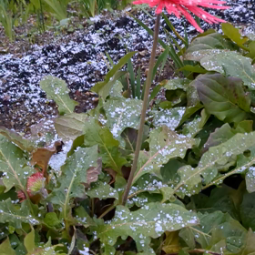 雪降った！の画像