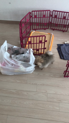 韓国で買った犬が10日で死んだ件について⓶の記事動画