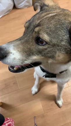 なんと卒犬家族が！ ＆ しあわせ報告❤️の記事動画
