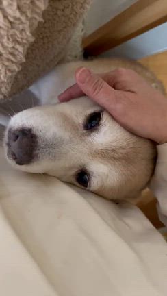 体調不調…の記事動画