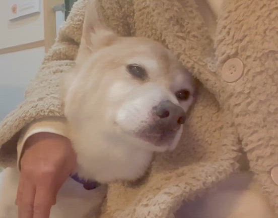 犬も家族の記事動画