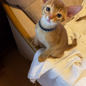 テレビを見る仔猫の画像