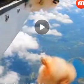 空飛ぶの画像