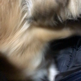 やっぱりーの画像