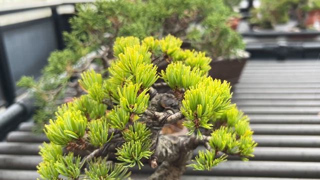 小品の五葉松樹形 | Vintage Bonsai 〜盆栽＆北欧ヴィンテージ〜