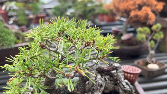 小品の五葉松樹形 | Vintage Bonsai 〜盆栽＆北欧ヴィンテージ〜