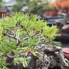 小品の五葉松樹形 | Vintage Bonsai 〜盆栽＆北欧ヴィンテージ〜