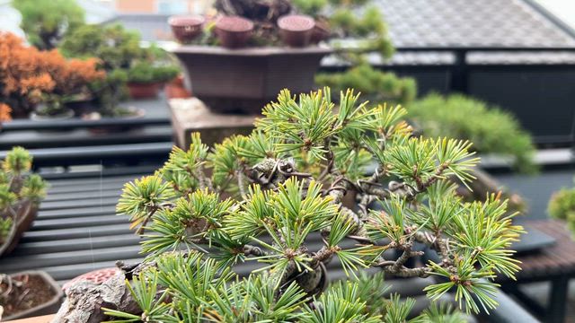 小品の五葉松樹形 | Vintage Bonsai 〜盆栽＆北欧ヴィンテージ〜