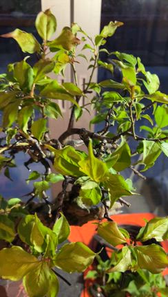 甲州野梅の剪定整枝 | Vintage Bonsai 〜盆栽＆北欧ヴィンテージ〜