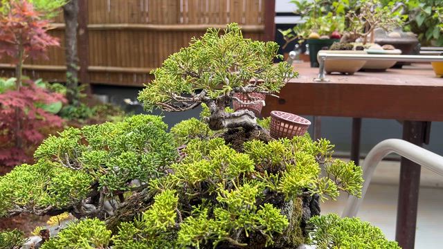 石付き真柏の樹勢 | Vintage Bonsai 〜盆栽＆北欧ヴィンテージ〜