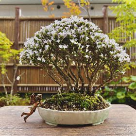 縮緬葛の芽摘み剪定の動画 | Vintage Bonsai 〜盆栽＆北欧ヴィンテージ〜