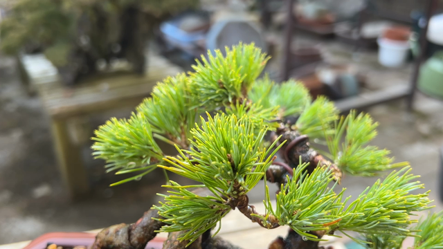 吾妻五葉「峰吾妻」を植え替えました♪ | Vintage Bonsai 〜盆栽＆北欧