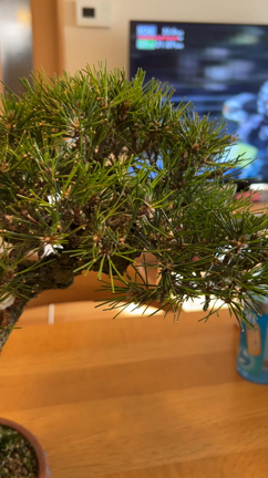 文人黒松の古葉取りと剪定 | Vintage Bonsai 〜盆栽＆北欧ヴィンテージ〜