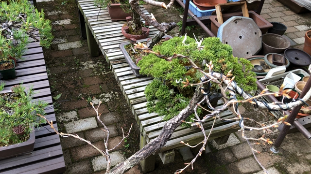 山採りコナラの鉢上げ♪ | Vintage Bonsai 〜盆栽＆北欧ヴィンテージ〜