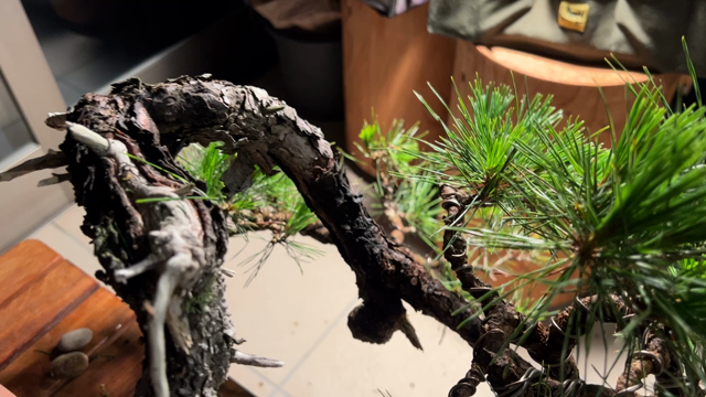 赤松No.3と八房赤松の挿し木 | Vintage Bonsai 〜盆栽＆北欧ヴィンテージ〜