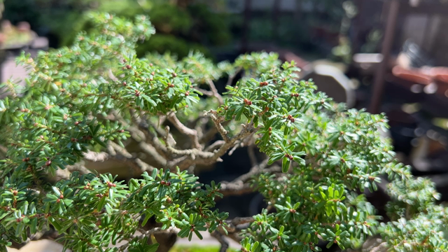 貴風サイズのコメツガ | Vintage Bonsai 〜盆栽＆北欧ヴィンテージ〜
