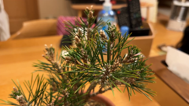 八房赤松「千寿姫」 | Vintage Bonsai 〜盆栽＆北欧ヴィンテージ〜