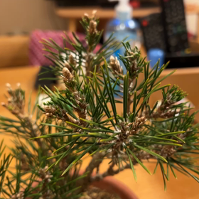 八房赤松「千寿姫」 | Vintage Bonsai 〜盆栽＆北欧ヴィンテージ〜