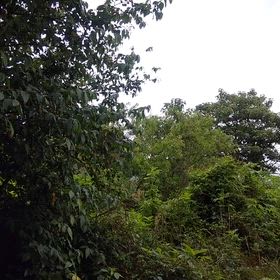 梅雨入りなのかなぁ～の画像
