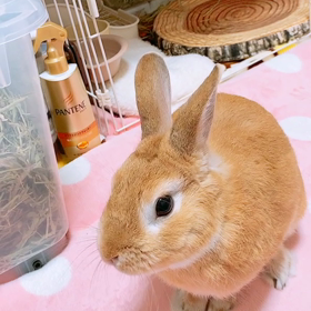 華麗なジャンプ！？の画像