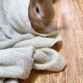 タオルでの画像