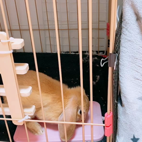 ホリホリの画像