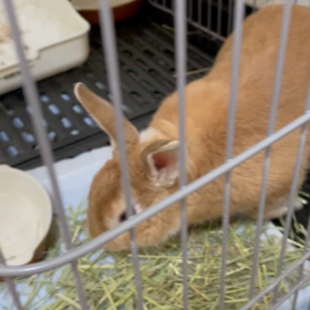 久しぶりですの画像