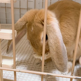 お手入れの画像