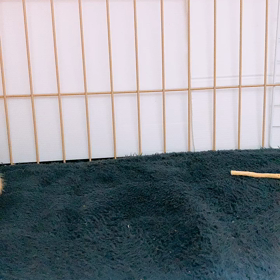 コロコロの邪魔の画像