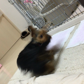 クルクルの画像