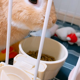 お食事中の画像