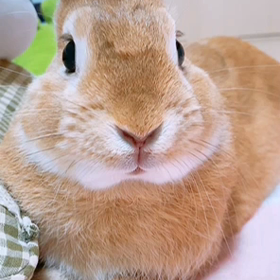 お寿司の画像