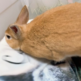 怒らないで〜の画像