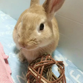 色んな遊びの画像