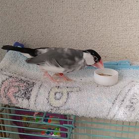 パクパクの画像