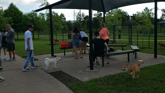 ヒューストン柴犬会の記事動画