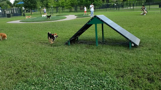 ヒューストン柴犬会の記事動画