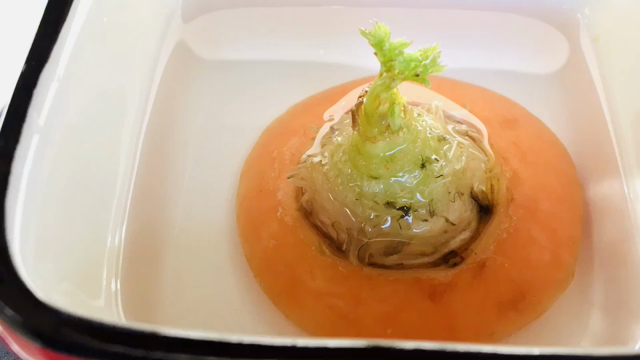 にんじん水に浸したら…の記事動画