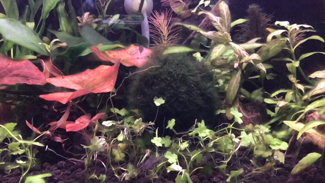 最近の水槽の記事動画