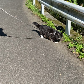 散歩の画像